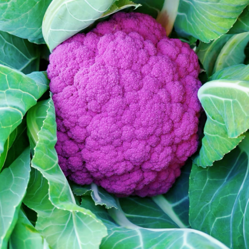 新鲜紫花菜西兰花椰菜花紫色松花菜现摘蔬菜