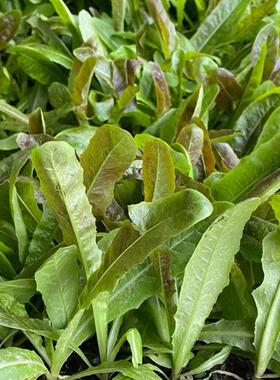 莴笋苗莴苣秧苗 新鲜采摘