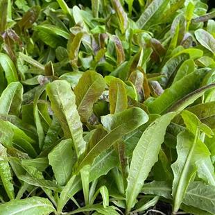 莴笋苗莴苣秧苗 新鲜采摘