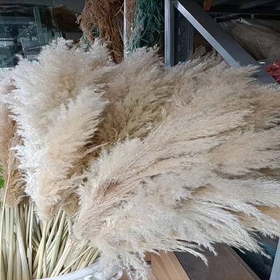 芦苇蒲苇家居装饰婚礼装饰