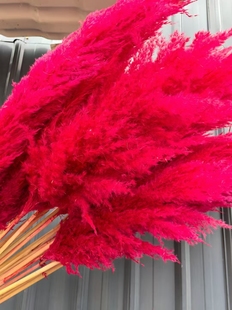 彩色永生大芦苇蒲苇烟花装 饰婚庆布置拍摄道具diy 置橱窗落地装