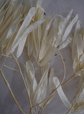 扁豆天然扁豆永生花扁豆干花永生花花艺造型花材
