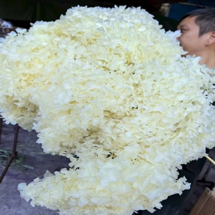 绣球永生花单支安娜绣球婚庆花艺材料软装 花艺造景材料瓶插永生花