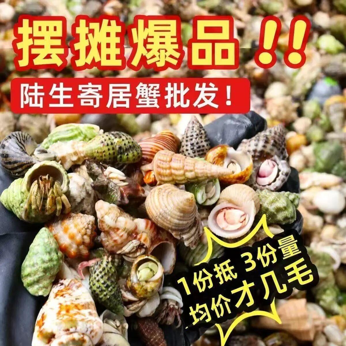寄居蟹陆生活体宠物草莓灰白短腕深紫宿舍西网红观赏蟹淡水宠物