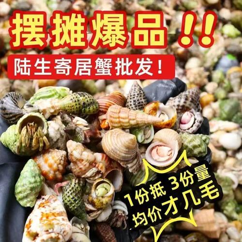 寄居蟹陆地可爱短腕观赏宠物
