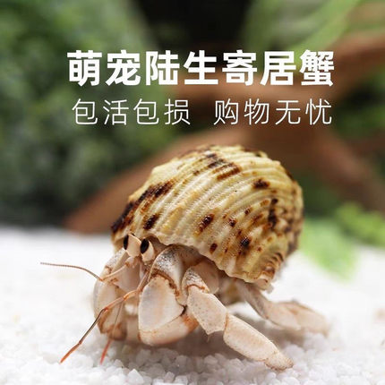 陆生宠物寄居蟹  灰白里拉短腕深紫红日黑莓桌面宠物儿童礼物