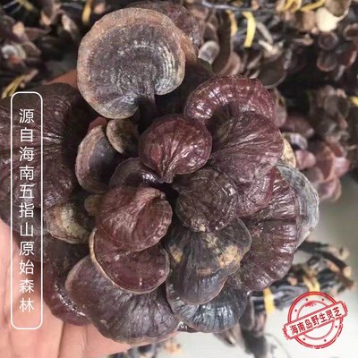 海南五指山纯野生灵芝黑竹500g