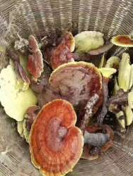 野生灵芝正品小赤芝野生小红芝海南五指山生长环境野生 灵芝赤芝