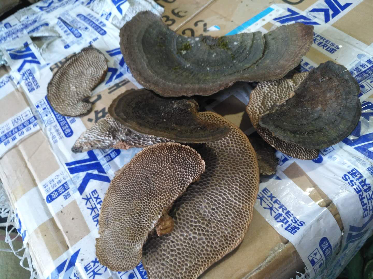 野生灵芝蜂窝芝本地灵芝 龙眼菌海南新货蜂窝菌