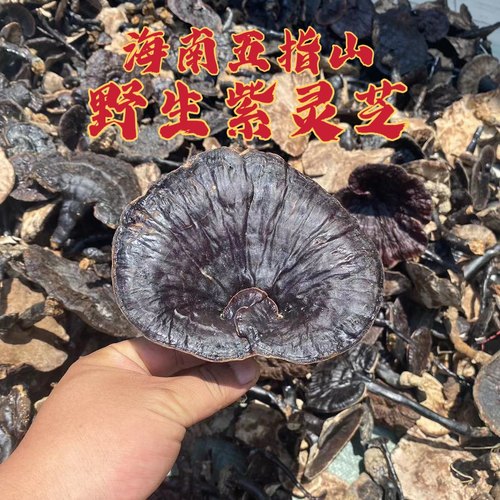 五指山正宗实体店一斤包邮紫灵芝