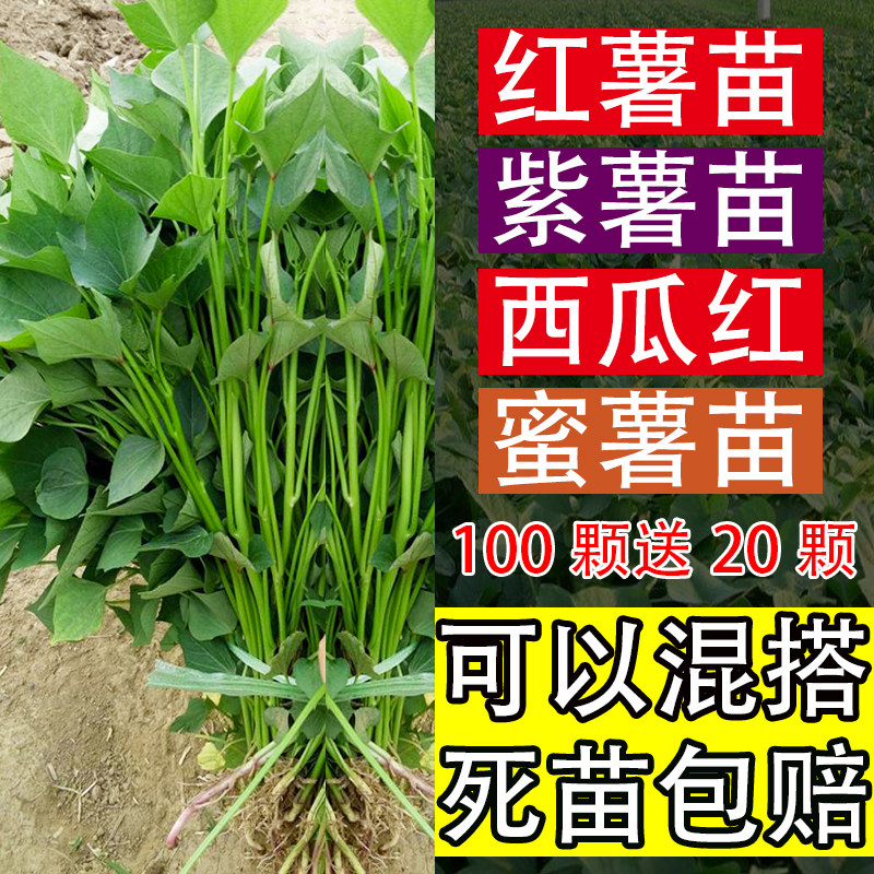 红薯100颗脱毒苗秧黄心西瓜图片