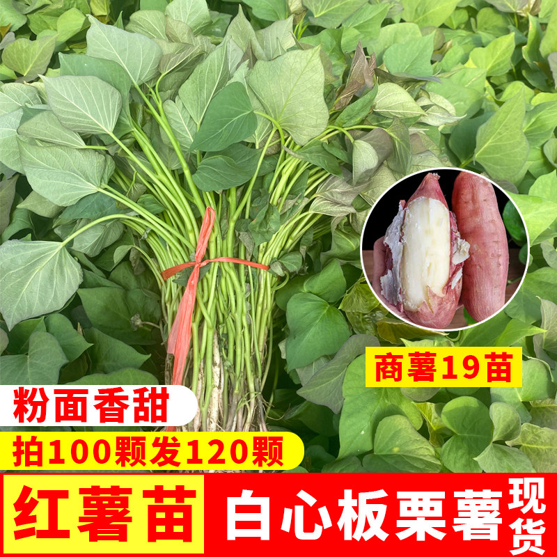 商薯19十九红薯苗白心板栗薯苗西瓜红蜜薯面包薯紫薯蕃薯苗地瓜秧