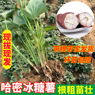 冰糖心哈密红薯地瓜苗秧苗