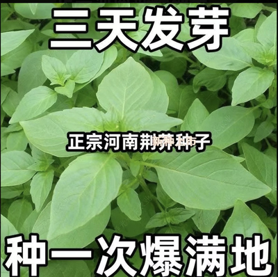 荆芥种子大叶河南罗勒种孑春秋四季盆栽阳台陆地种植