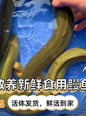 鳗鱼淡水散养河鳗黄鳗鱼活体新鲜食用1斤到3斤包活到家