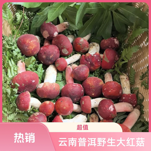 云南大红菇当天下山当天发货