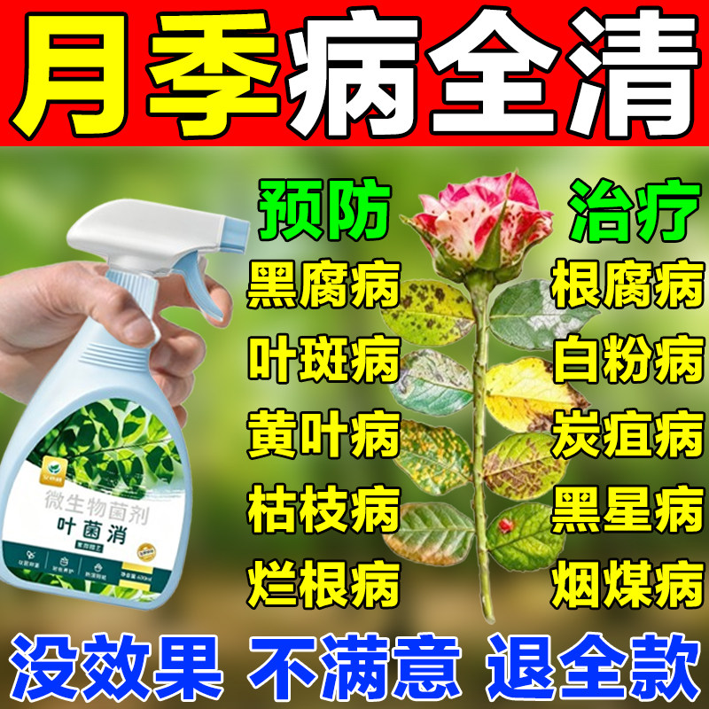 月季花病虫害常用药植物专用肥料