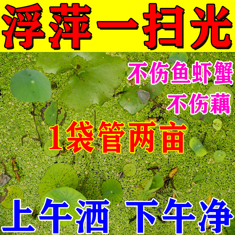生物青苔净浮萍净】虾塘果树鱼塘鱼池青苔清除剂鱼药杀泥皮杂水草