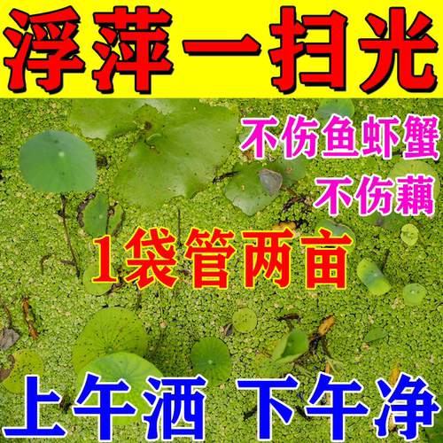 浮萍一扫光回购5000+