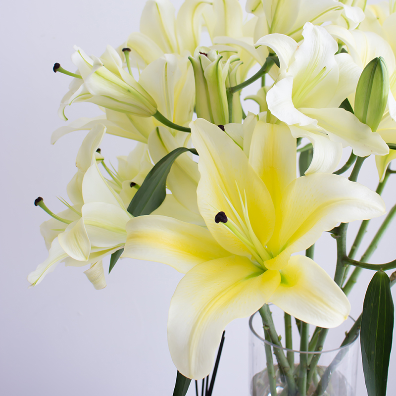 百合鮮花家用順豐雲南上海瓶插花香水百合真花鮮切花水養情人節禮在類目 鮮花速遞/花卉仿真/綠植園藝, 鮮花速遞(同城)中 - 來自Buy2taobao.com提供專業的淘寶代購服務