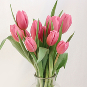 鲜切郁金香鲜花云南基地直发家用黄色花束真花鲜切花插花顺丰 包邮