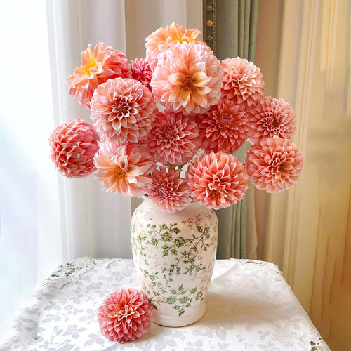 A级奶油桃子大丽花鲜花