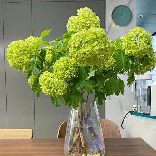 A级欧洲木绣球鲜花水培绿植鲜切