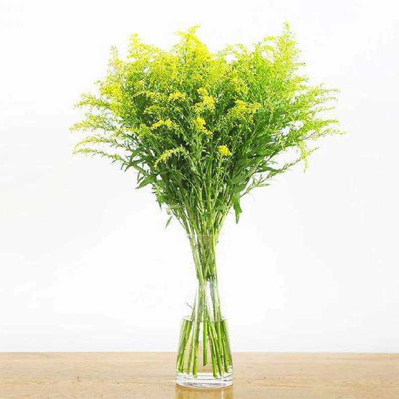 黄莺草鲜花家庭观赏插花幸福草家用桌面水养鲜切花云南基地直发