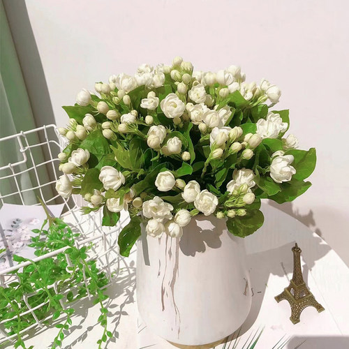 茉莉花鲜花云南直发顺丰包邮