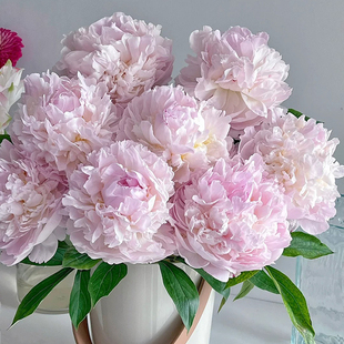 山东重瓣芍药鲜花莎拉白色芍药公爵夫人鲜切花基地直发顺丰包邮