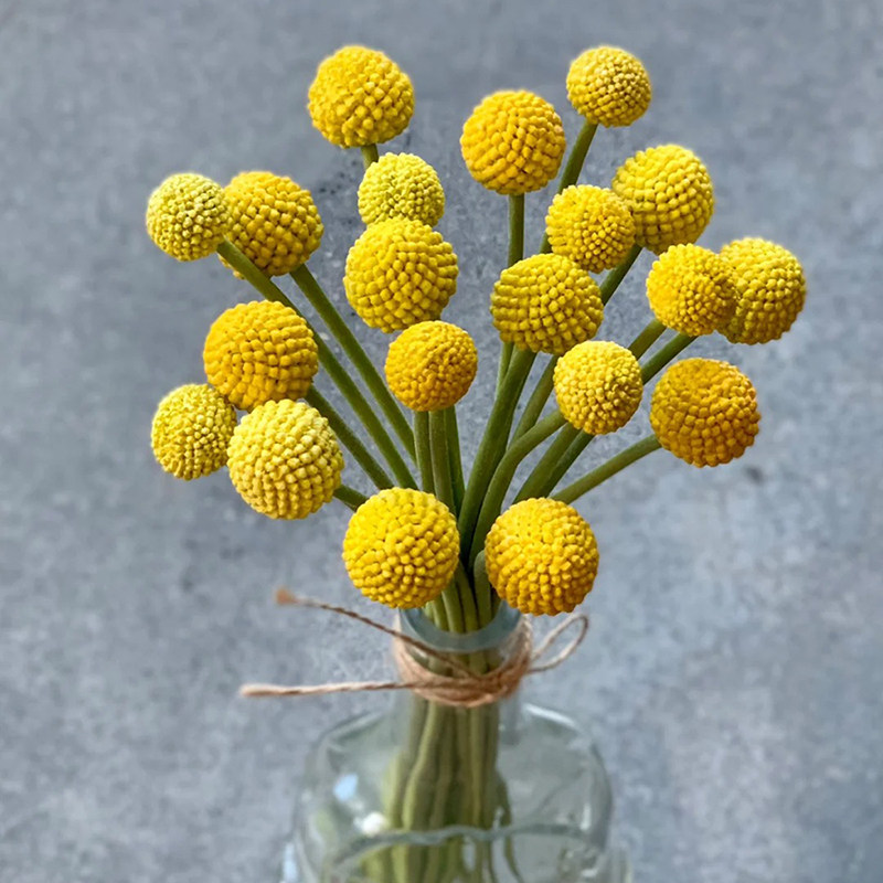 A级黄金球鲜切花瓶插花可做干花