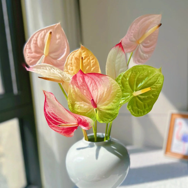 彩掌鲜切花红掌鲜花云南基地直发水培家用插花绿掌观赏花束