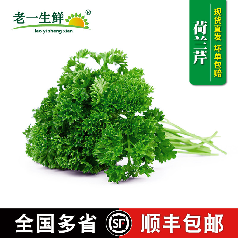 新鲜荷兰芹法香酒店摆盘西餐香料
