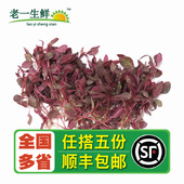 老一生鲜 饰 新鲜火红苗 安曼红 西餐摆盘装 苗菜 一盒