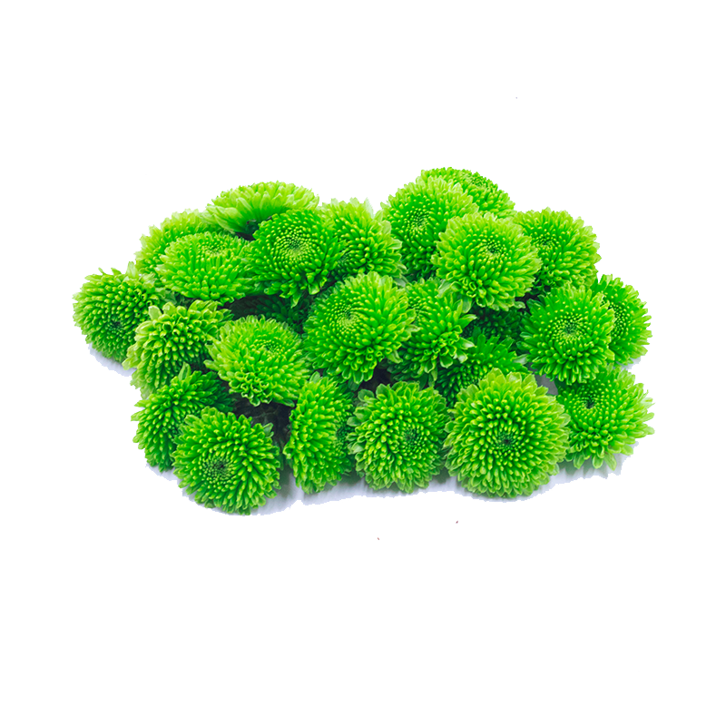 老一生鲜绿纽扣菊蛋糕装饰