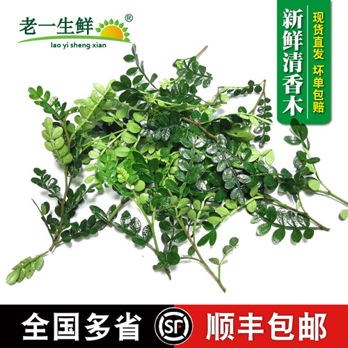 清香木新鲜酒楼摆盘点缀花草蛋糕甜品饮品装饰叶子胡椒木金青香木