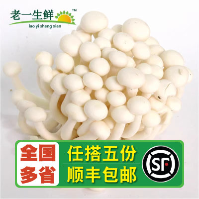 老一生鲜白玉菇150g新鲜菌菇