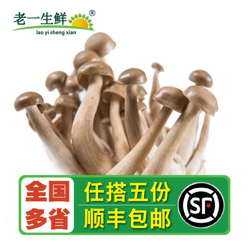 鹿茸菌珊瑚菌珊瑚菌老一生鲜