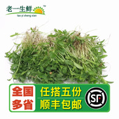 老一生鲜 饰 新鲜香菜苗 西餐摆盘装 一盒 苗菜