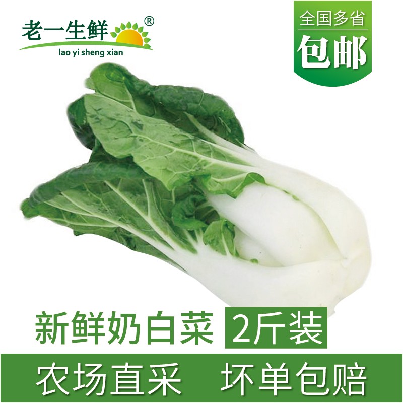 新鲜奶白菜2斤装奶白仔学斗鹤斗白迷你奶白菜牛奶白菜广东白菜