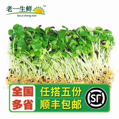 老一生鲜芽苗菜一盒新鲜蔬菜