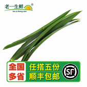 香兰叶香料甲抛叶 香兰叶新鲜食用斑斓叶 500g 老一生鲜