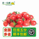 千禧小番茄樱桃迷你小番茄 新鲜圣女果500g 老一生鲜