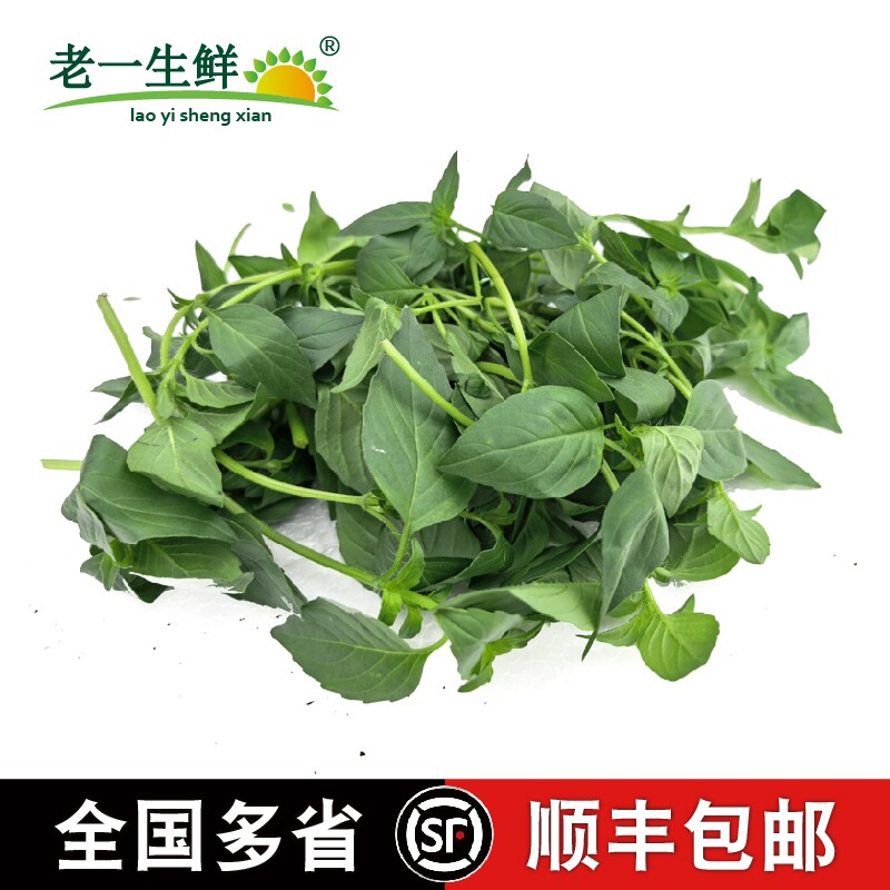 新鲜荆芥 荆芥菜河南特色凉拌调味蔬菜多省顺丰包邮大叶荆芥