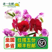 西餐摆盘装 新鲜石竹花 饰 中国石竹 盒 30朵 老一生鲜