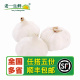 蒜头 大蒜头 新鲜 500g 老一生鲜