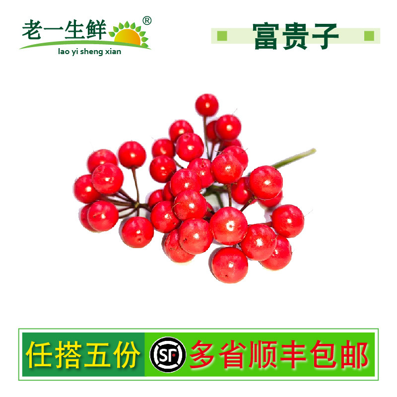 老一生鲜富贵子摆盘花草新鲜