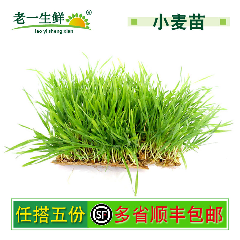 【老一生鲜】新鲜小麦苗 约150克/盒 小麦草 带根销售