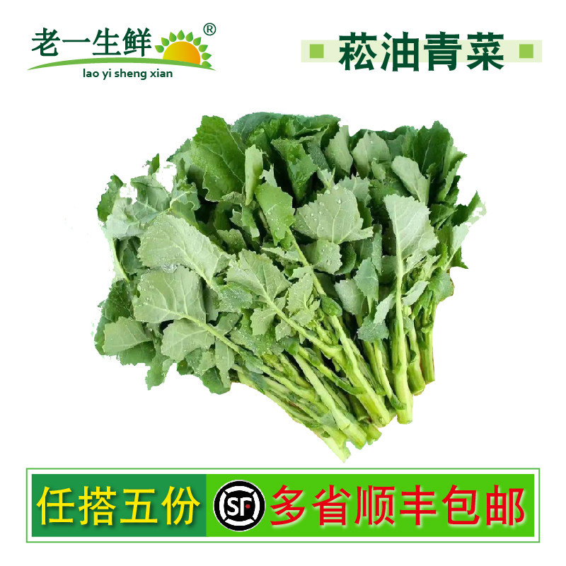 新鲜板蓝根青菜菘油1号白灼盐水板蓝根酒店特色食材鲜脆清甜