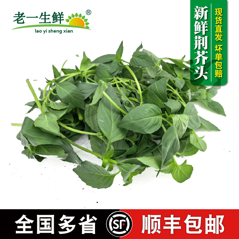 新鲜荆芥头荆芥菜河南特色凉拌调味蔬菜多省顺丰包邮大叶荆芥